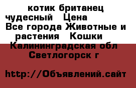 котик британец чудесный › Цена ­ 12 000 - Все города Животные и растения » Кошки   . Калининградская обл.,Светлогорск г.